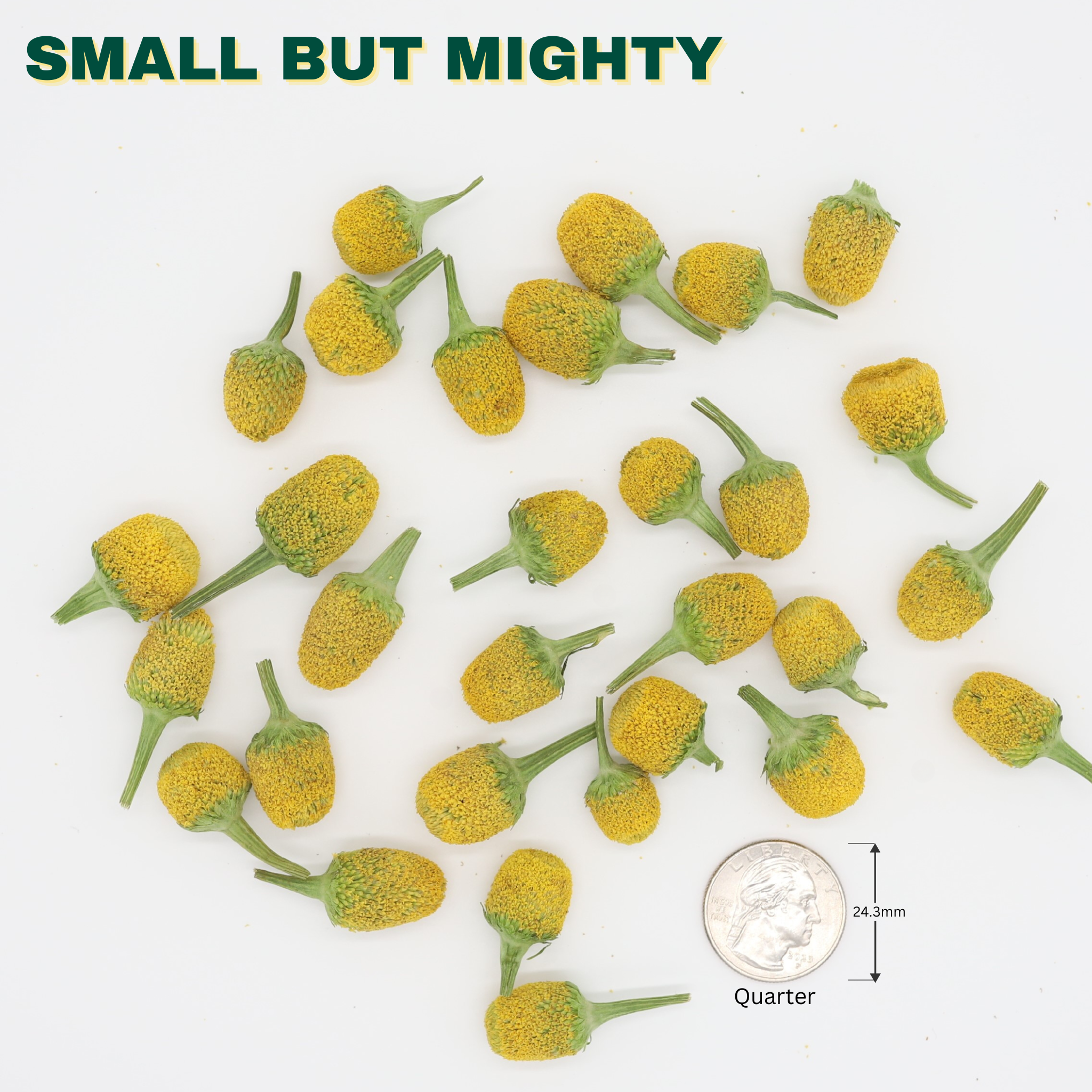 Buzz Buttons - .2oz