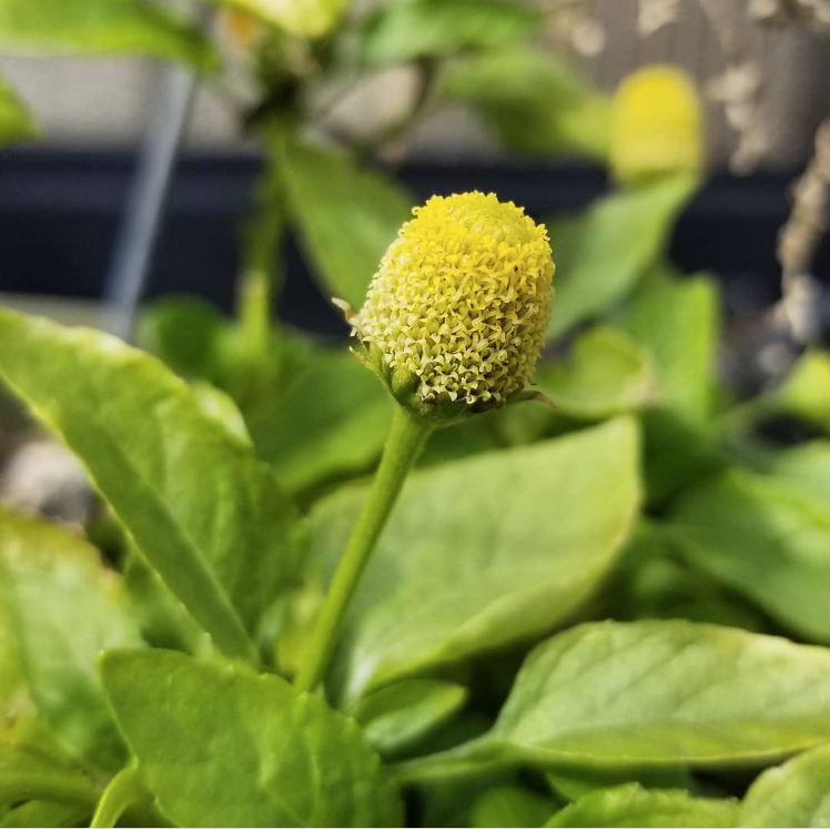 plant